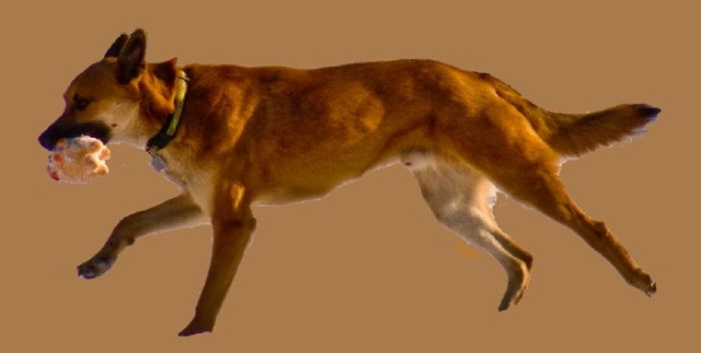 Walk the Dog