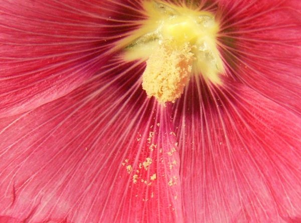 A redder version of a similar image