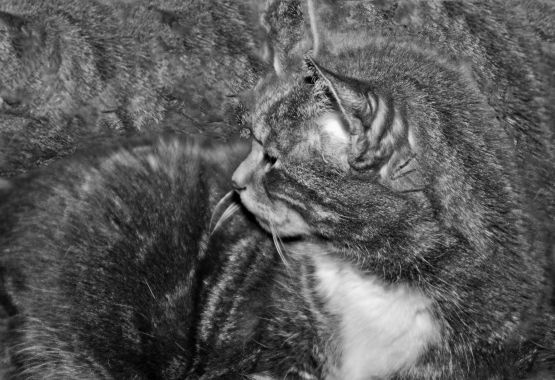 my old cat was almost 22yrs when this was taken