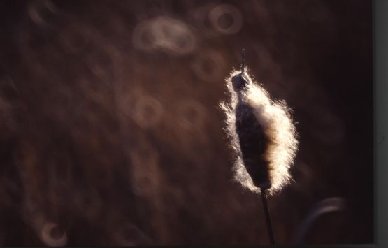 cattail