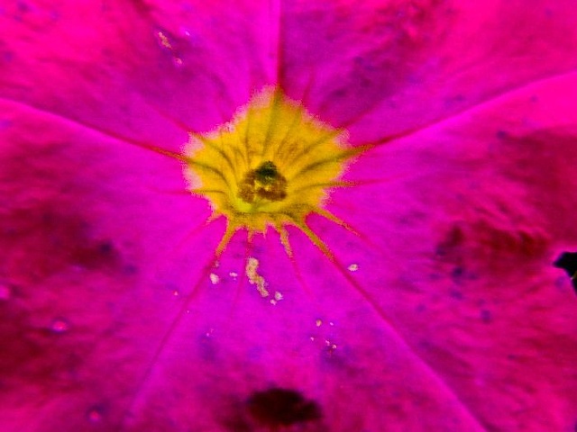 Reddish
