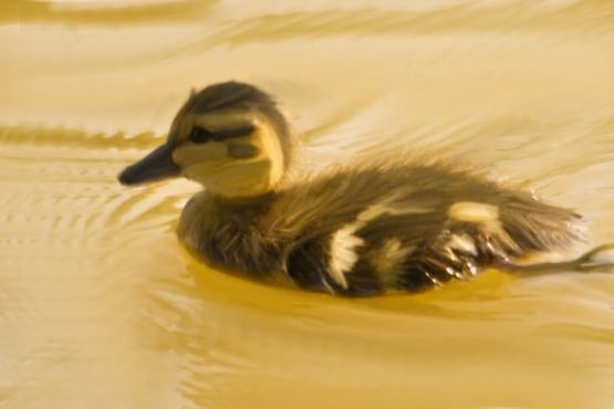 Duckling Learning to Swim