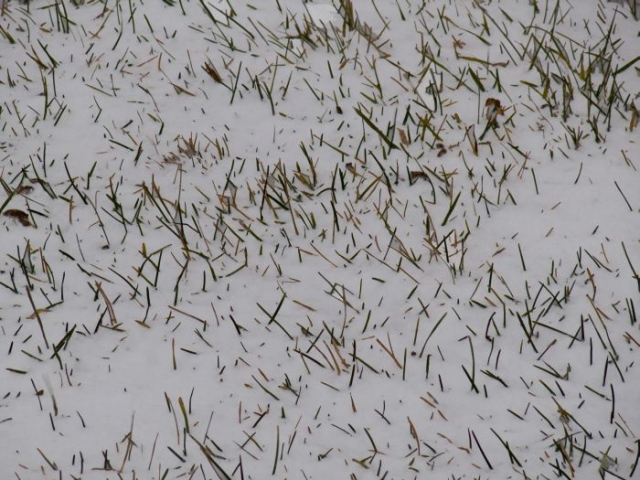 Grass and  Snow