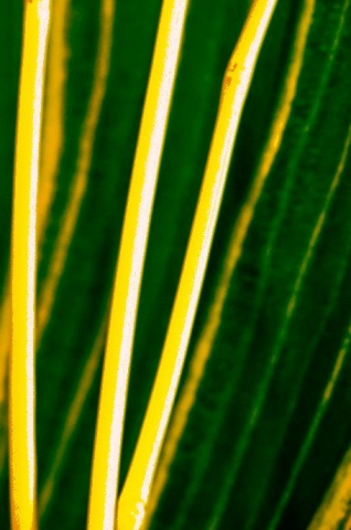 Bamboo