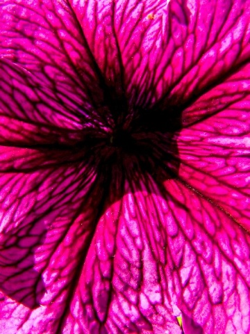 Veins in Purple