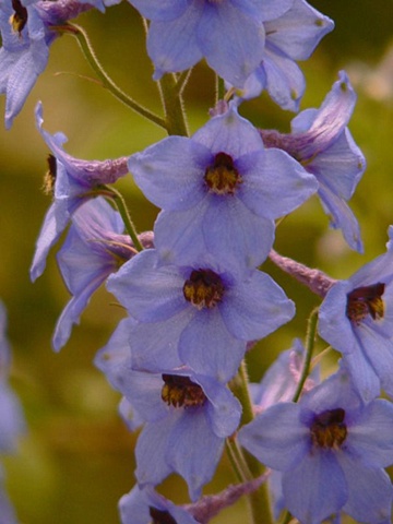 Purple Climing