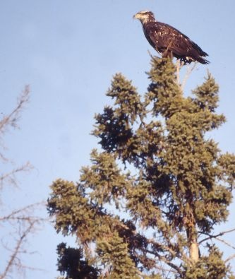 Baby Bald Eagle
