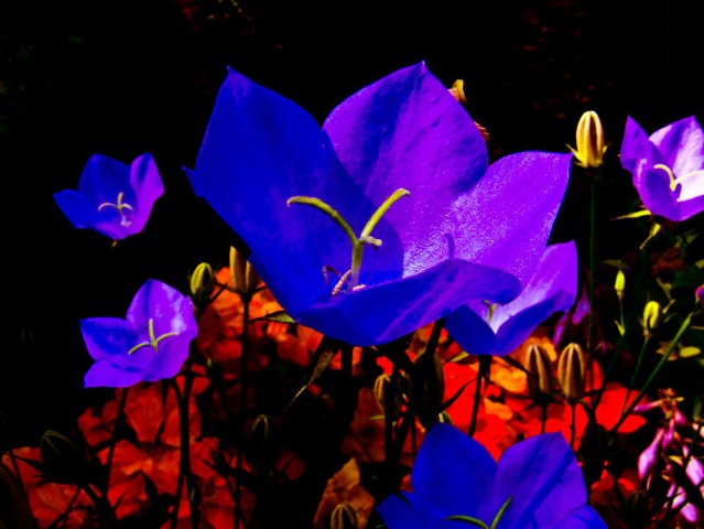 The Blues