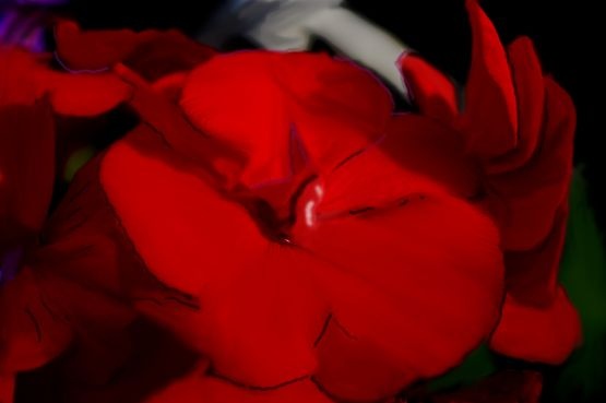 Red Pansy