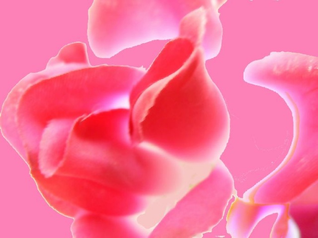 Rose and Fade