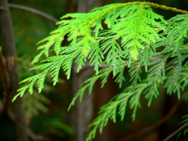 Green leaves, green needles