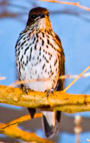 Hawk