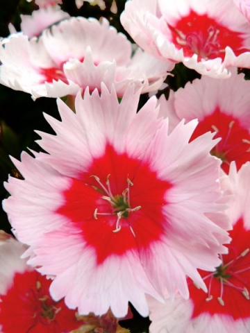 Red flowers with a white highlight