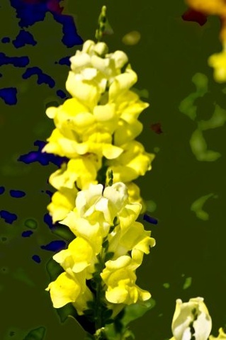 Buttered Popcorn