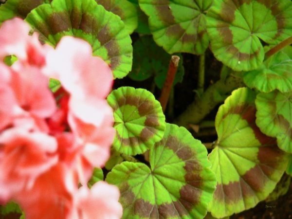 Leaves can be pretty too