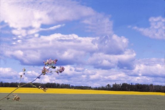 Floax and Canola