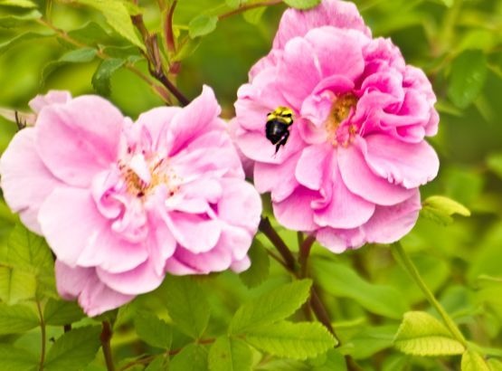 In Flight Bee