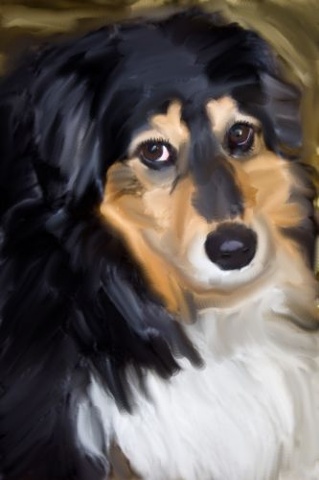 Shelty