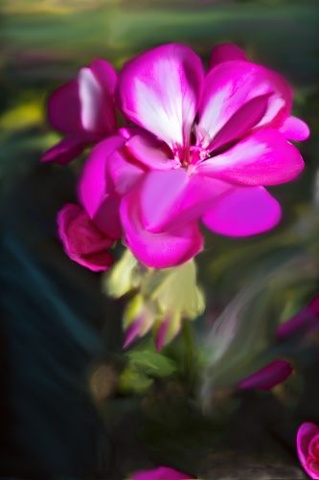 
Pink Flower