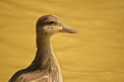 DDuck Portrait