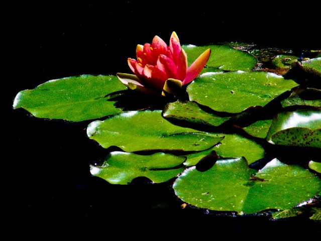 Lily Pad at Leo Mol Gardens
