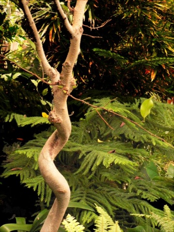 Crucefiction Tree