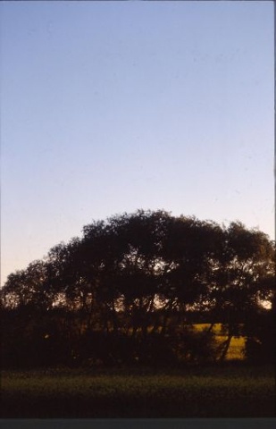 Canola behind a Tree