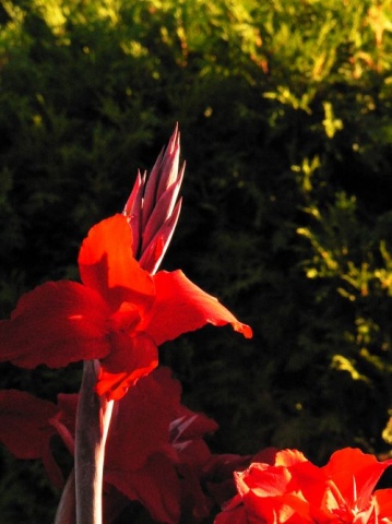 Sunset Gladiola