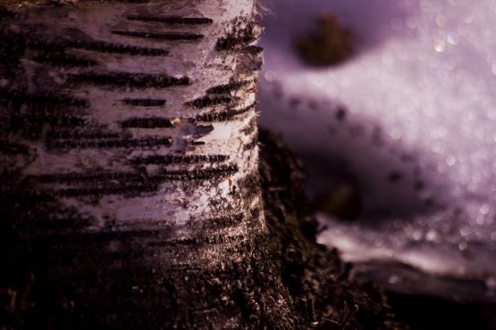 Birch & Snow