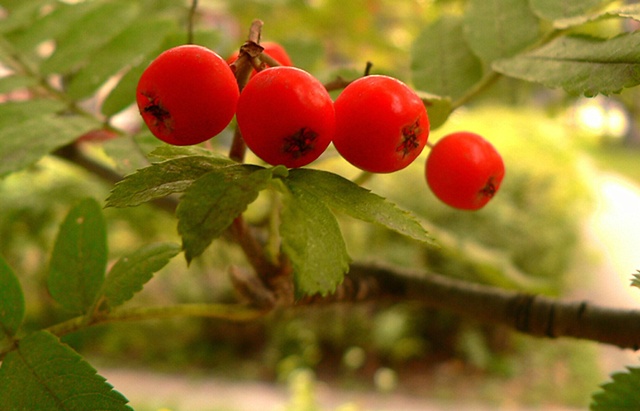 Berries