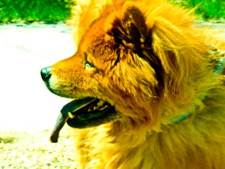 Hound