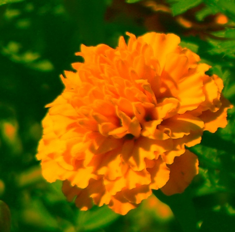 bright orange in the sun