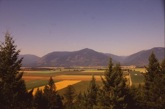 Canola Fields North of Creston