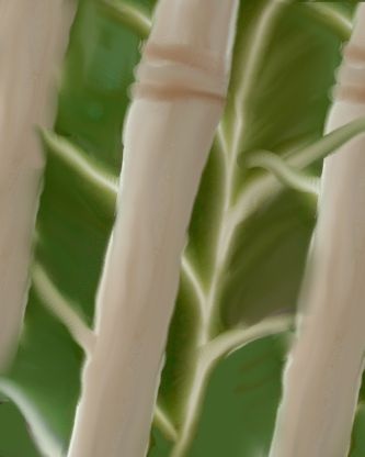 Bamboo
