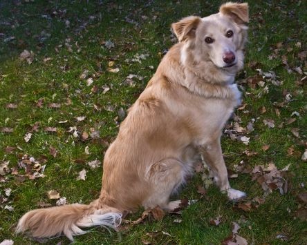 Fraser's Collie?