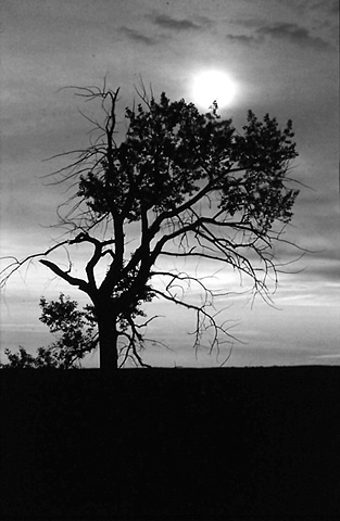 Black and White Tree