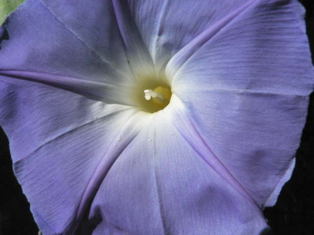Blue Flower