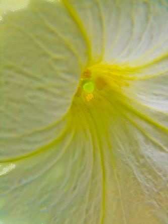 white & Yellow