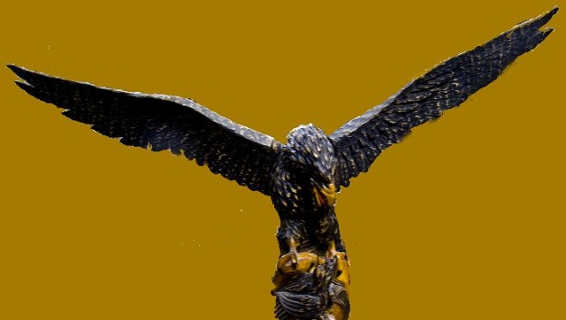 Hawk!