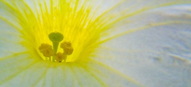 White and Yellow