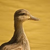 DDuck Portrait