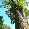 A Three Tree