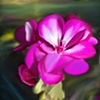 
Pink Flower