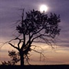Tree in Colour