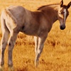 Foal in the Grass