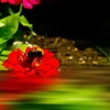 Bee over Water