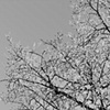 Horfrost on a Tree in BW