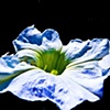 Whites