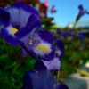 reaching for the sun