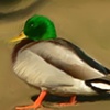 Mallard in the Fall
